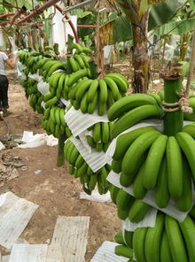 2015年峨眉綠地復合微生物肥料在云南香蕉種植中的施用效果與研發價值分析